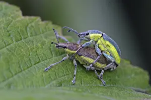 Two Animals: iblmup05559489.jpg
