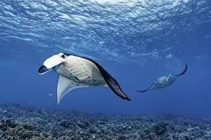 Rays: iblnpr12767405.jpg