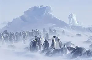 Glaciers: iblpgi05491088.jpg