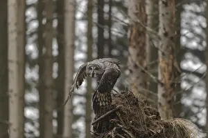 Conifer: iblprw12171510.jpg