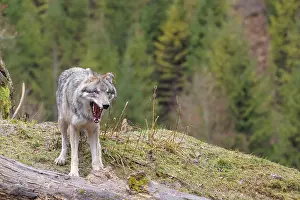 Hills: iblprw12270830.jpg