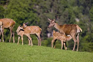 Deers: iblprw12364160.jpg