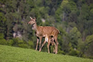 Deers: iblprw12364192.jpg