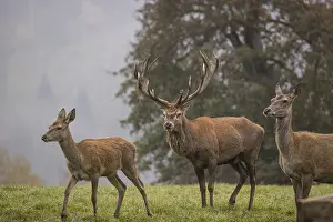 Deers: iblprw12364291.jpg