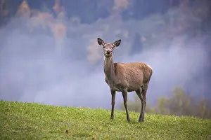 Misty: iblprw12365344.jpg