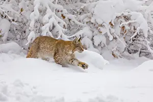 Winterly: iblprw12390332.jpg