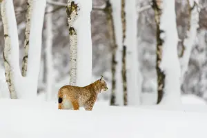 Winterly: iblprw12390639.jpg