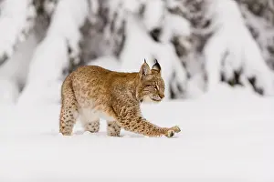 Winterly: iblprw12390832.jpg