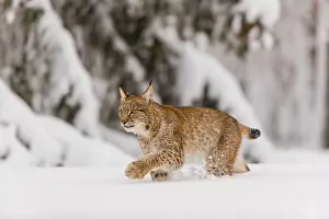 Winterly: iblprw12390913.jpg