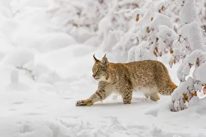 Winterly: iblprw12391224.jpg