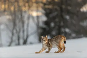 Predatory Cats: iblprw12391502.jpg