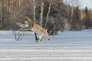 Leaping: iblprw12392722.jpg
