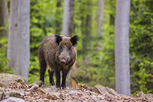 Boar: iblprw12410168.jpg