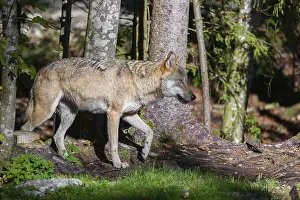 Wolf: iblprw12471152.jpg