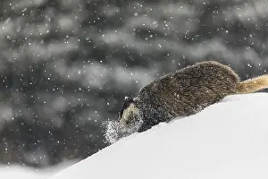 Winterly: iblprw12527051.jpg