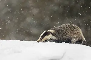 Winterly: iblprw12527056.jpg