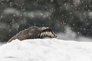 Winterly: iblprw12527065.jpg