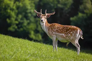 Fallows: iblprw12527178.jpg