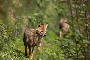 Walks: iblprw12538590.jpg