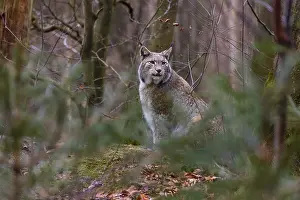 Predatory Cats: iblprw12546267.jpg