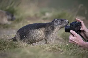 Tourists: iblprw12555357.jpg