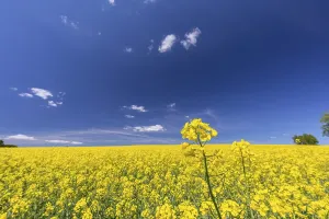 Blooming: iblprw12557017.jpg