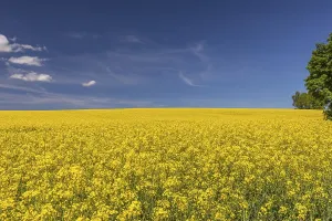 Blooming: iblprw12557026.jpg