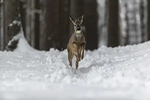 Buck: iblprw12557305.jpg