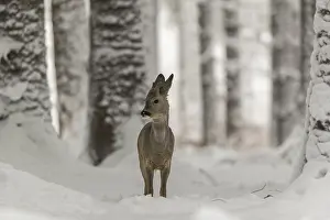 Buck: iblprw12557314.jpg