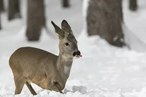 Buck: iblprw12557328.jpg