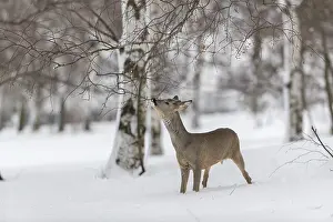 Buck: iblprw12557337.jpg