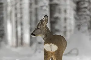 Buck: iblprw12557391.jpg