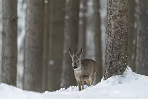 Buck: iblprw12557418.jpg
