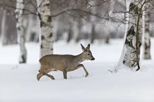 Buck: iblprw12557463.jpg