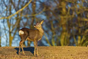 Buck: iblprw12558020.jpg