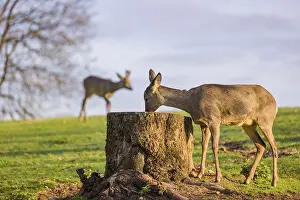 Buck: iblprw12558070.jpg