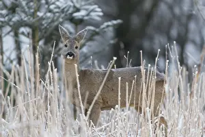 Winterly: iblprw12558390.jpg