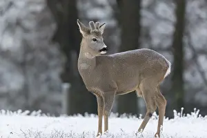 Deers: iblprw12558417.jpg