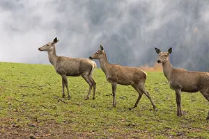 Misty: iblprw12562034.jpg