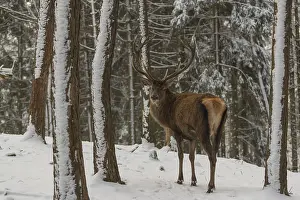 Winterly: iblprw12562520.jpg