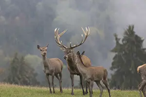 Misty: iblprw12563484.jpg