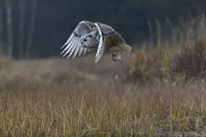 Reeds: iblprw12575724.jpg