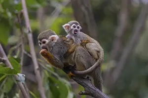 Hatchlings: iblprw12585002.jpg
