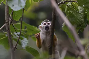 Vine: iblprw12585057.jpg