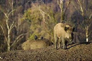 Boar: iblprw12597176.jpg