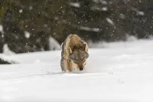 Wolf: iblprw12597498.jpg