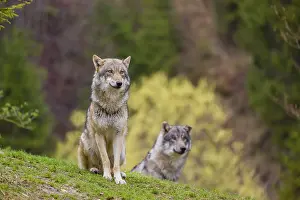 Hills: iblprw12599487.jpg