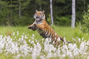Leaping: iblprw12700864.jpg
