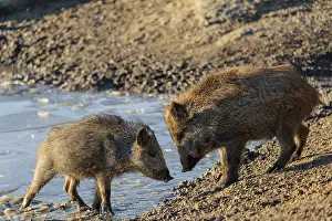 Boar: iblprw12746530.jpg