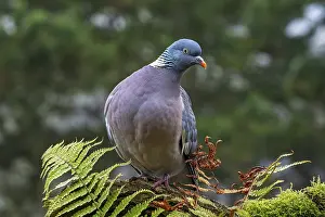 Pigeons: ibltsm12533482.jpg